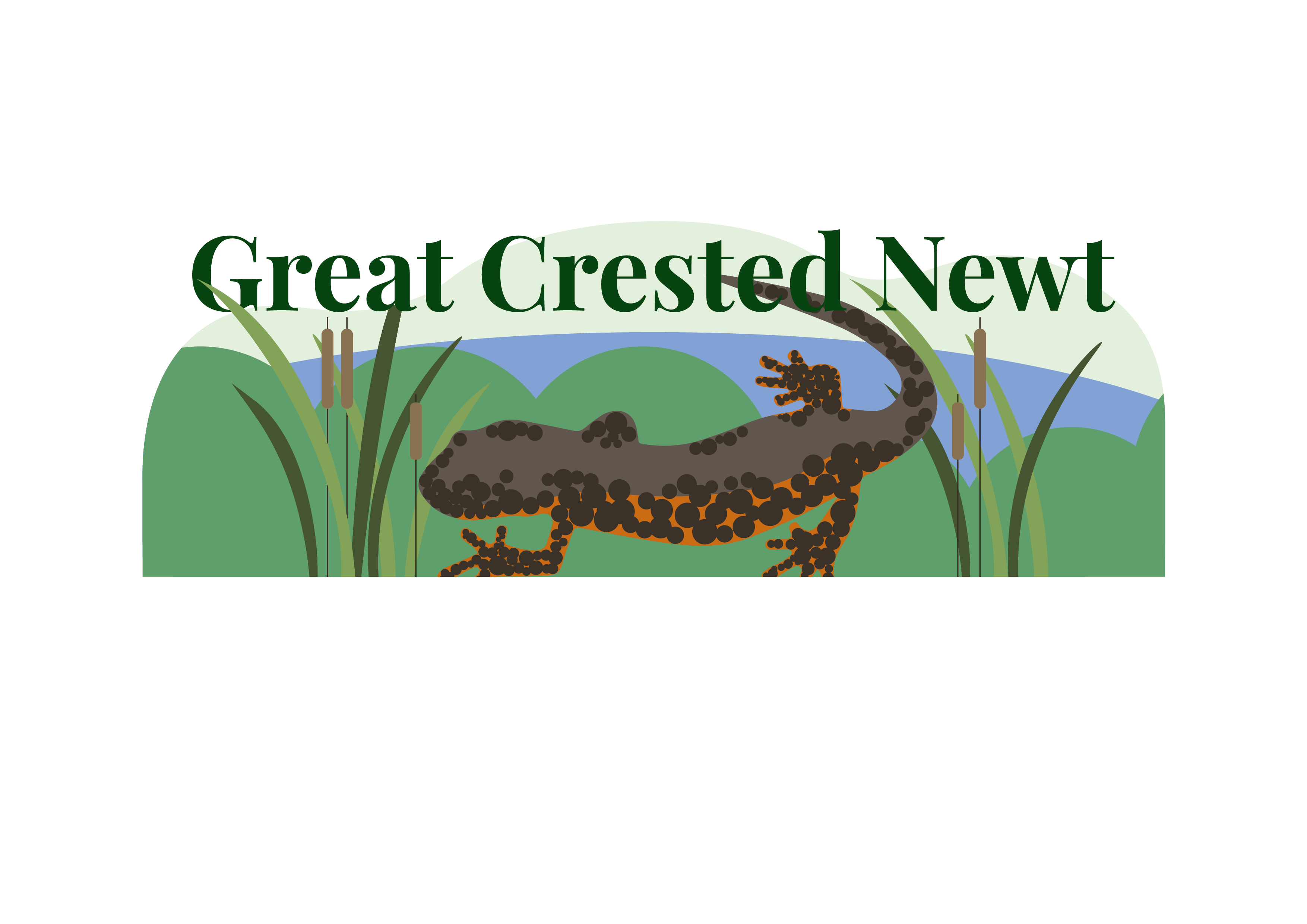 Great_crested_newts_population_at_Waterbeach_increases.png